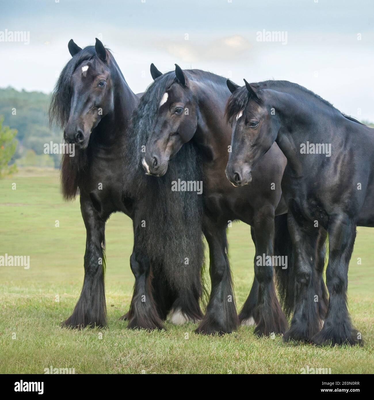 Family of Black Gypsy Vanner Horse mare with 2 grown offspring Stock Photo