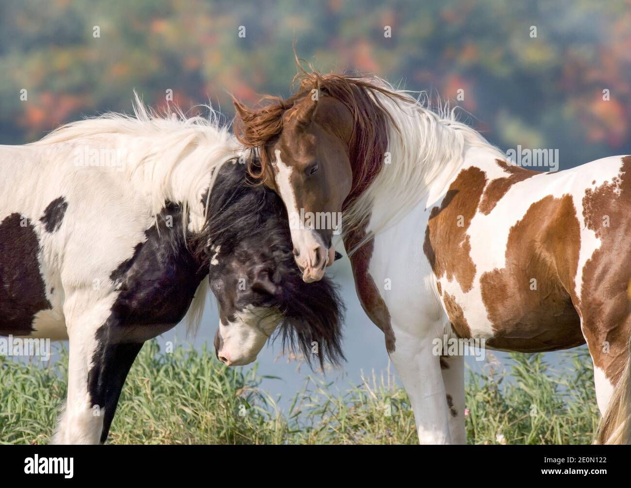 Gypsy Vanner Horse stallion with Pinto-Arabian friend Stock Photo
