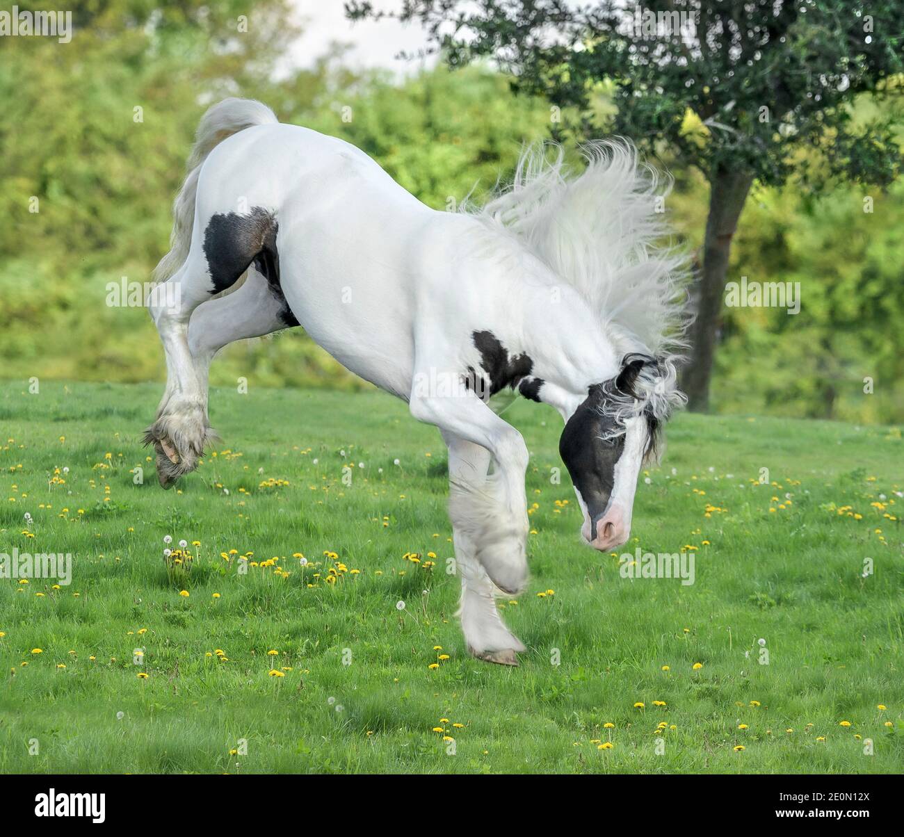 Gypsy Horse yearling colt bucks and kicks in play Stock Photo