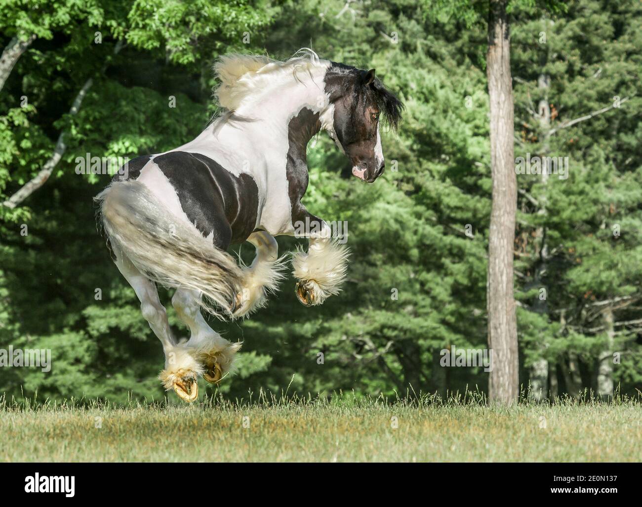 Airborne jump hires stock photography and images Alamy