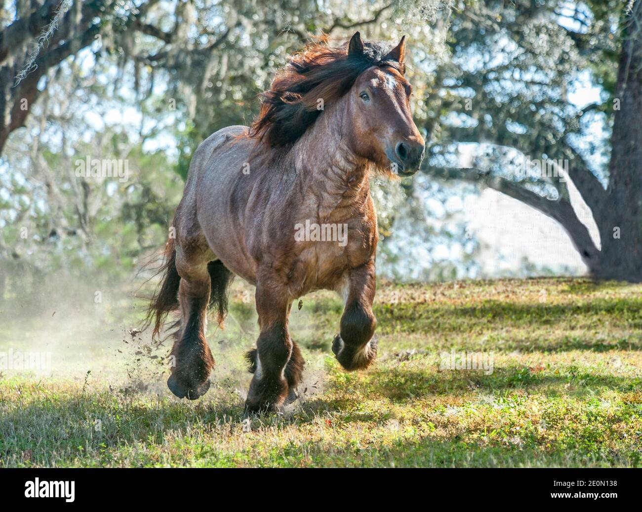 Ardennes draft horse hi-res stock photography and images - Alamy