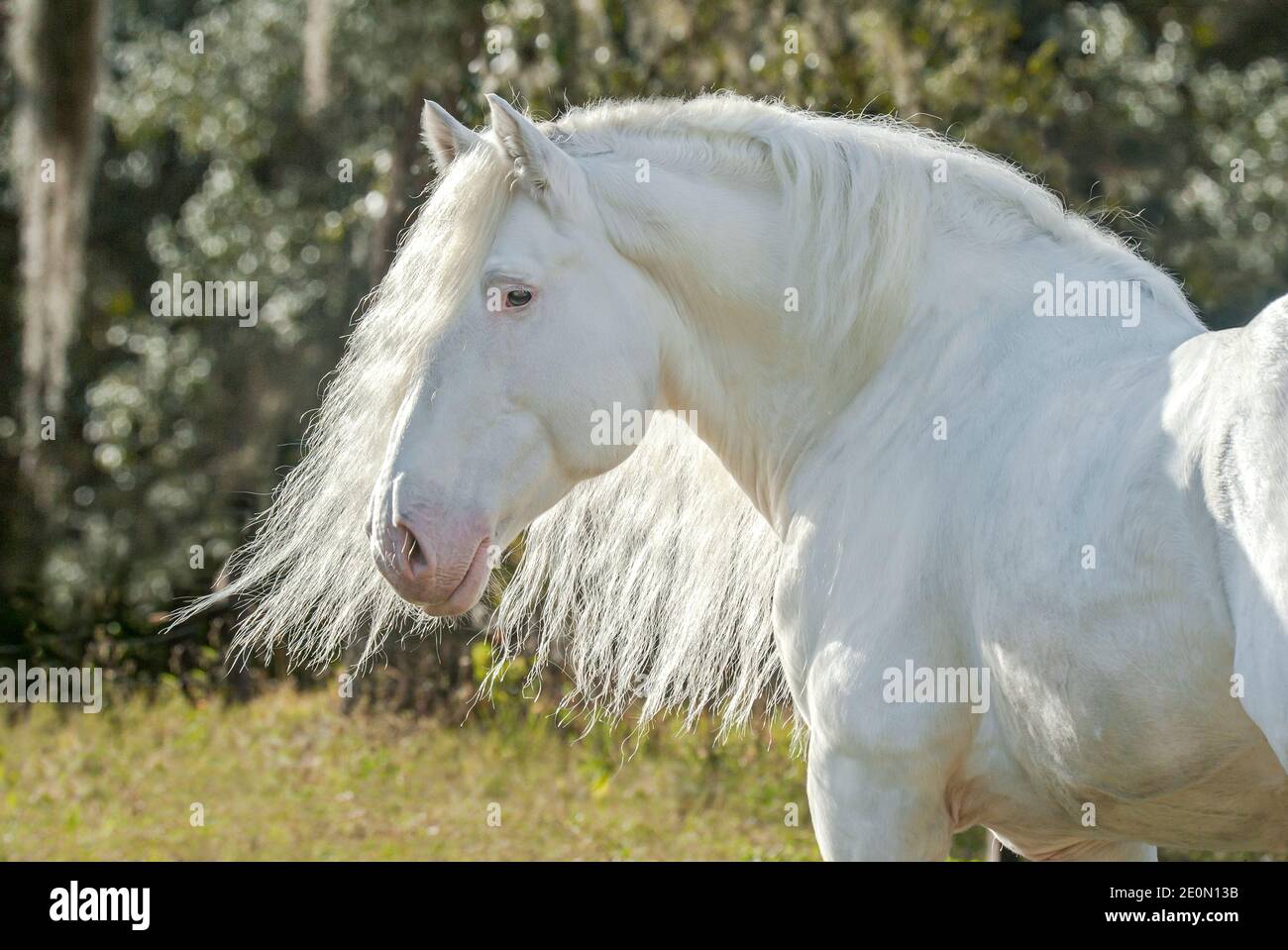 American White Draft horse stallion Stock Photo