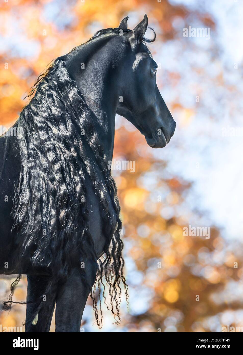 Friesian horse stallion with long mane Stock Photo