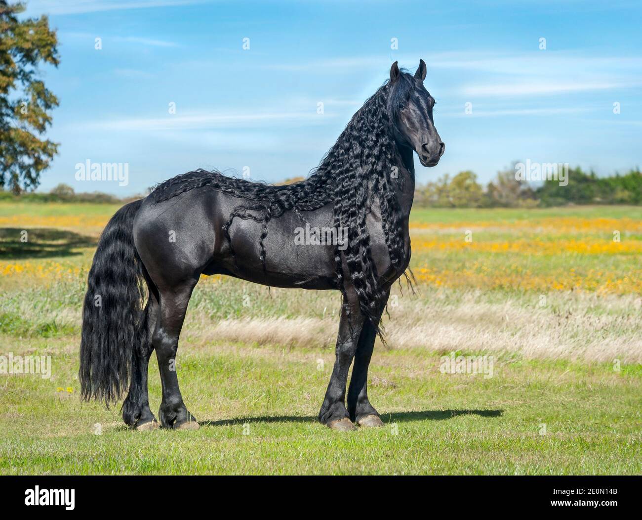 Friesian horse stallion with long mane stands in wilfdlower meadow Stock Photo