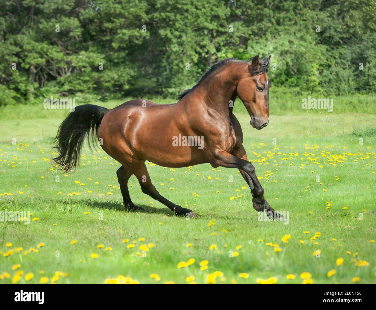 4 year old horse stallion runs across meadow Stock Photo Alamy