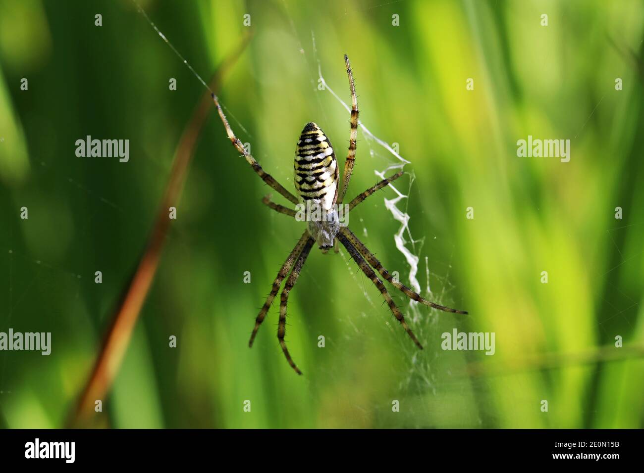 A female wasp spider in her web in summer in Bavaria Stock Photo