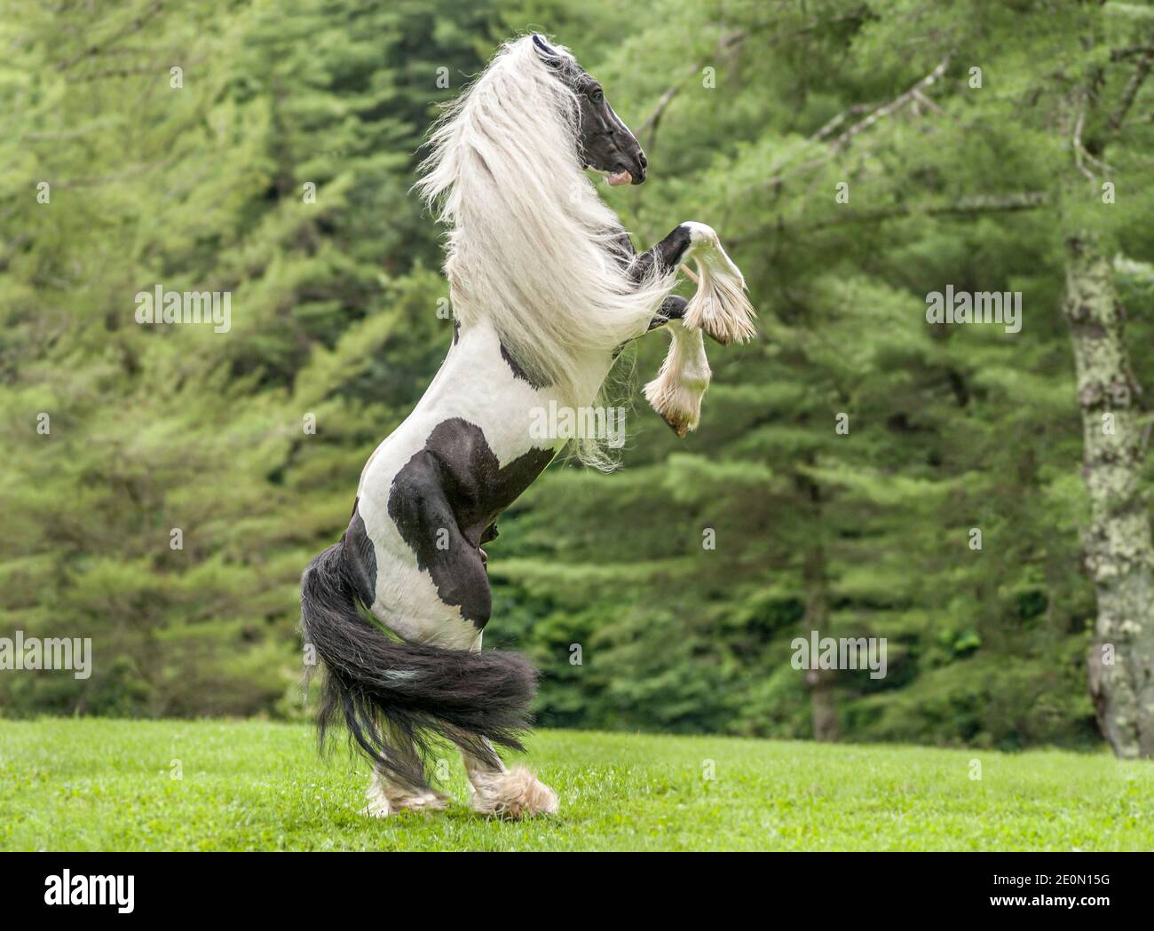 Gypsy Vanner Horse stallion rears up Stock Photo