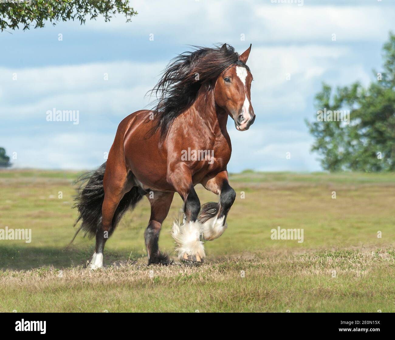 Gypsy Vanner Horse stallion gallops toward us in open field Stock Photo