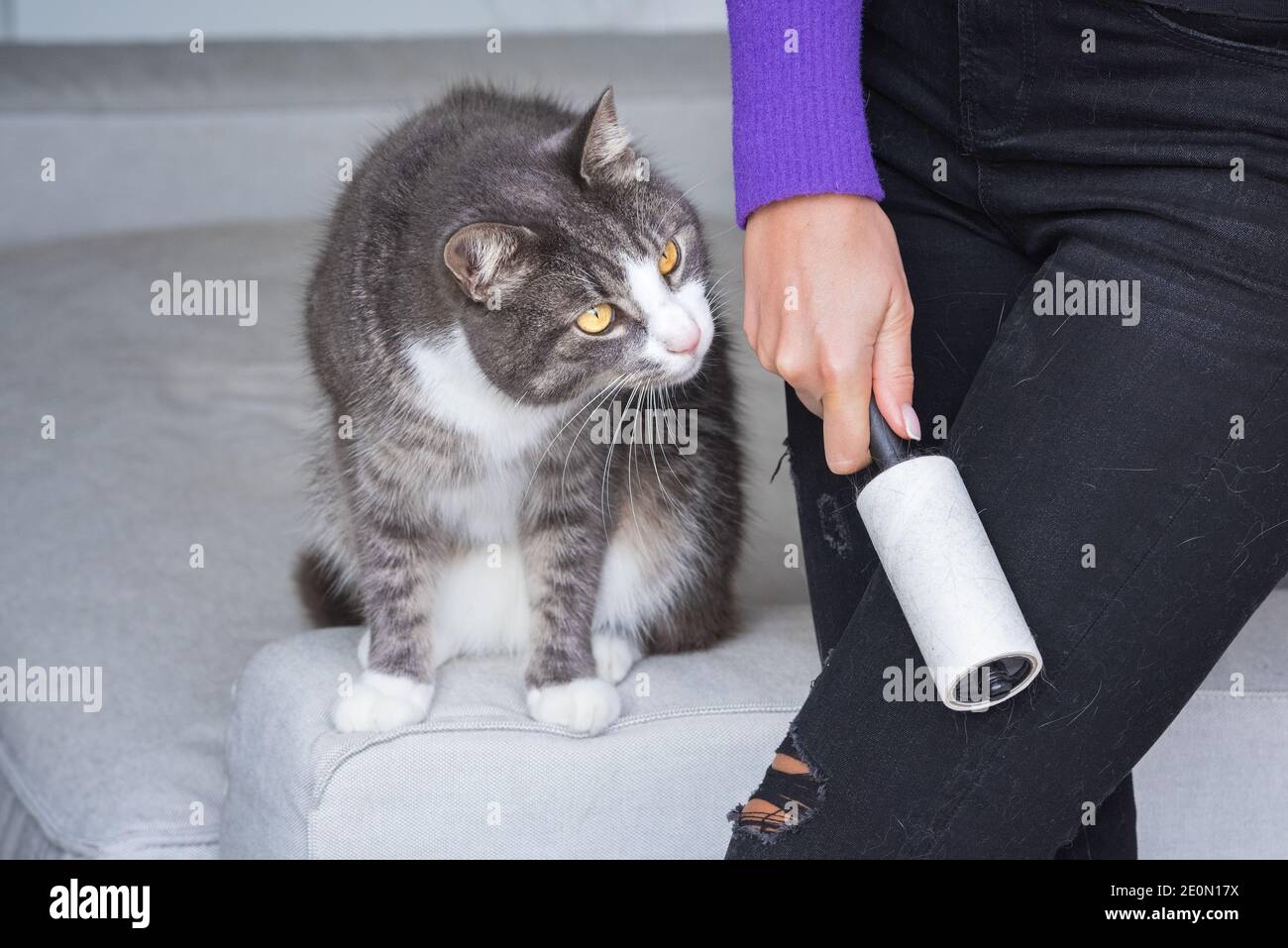 Woman cleaning black jeans with clothes roller, lint roller or hair removal  roller. Cats hair on clothes. Cleaning hair from pets Stock Photo - Alamy