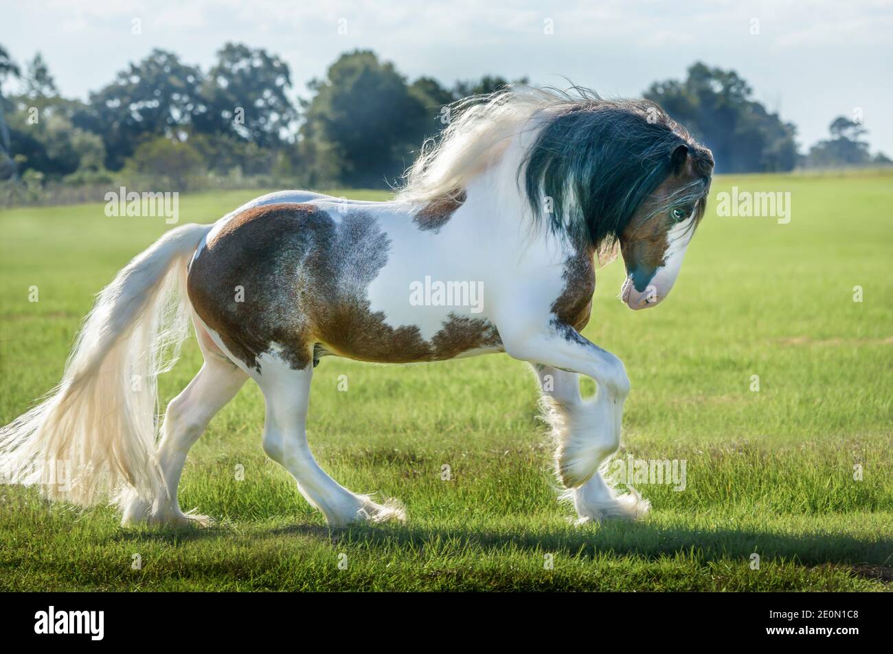 Horse hair bow hi-res stock photography and images - Alamy