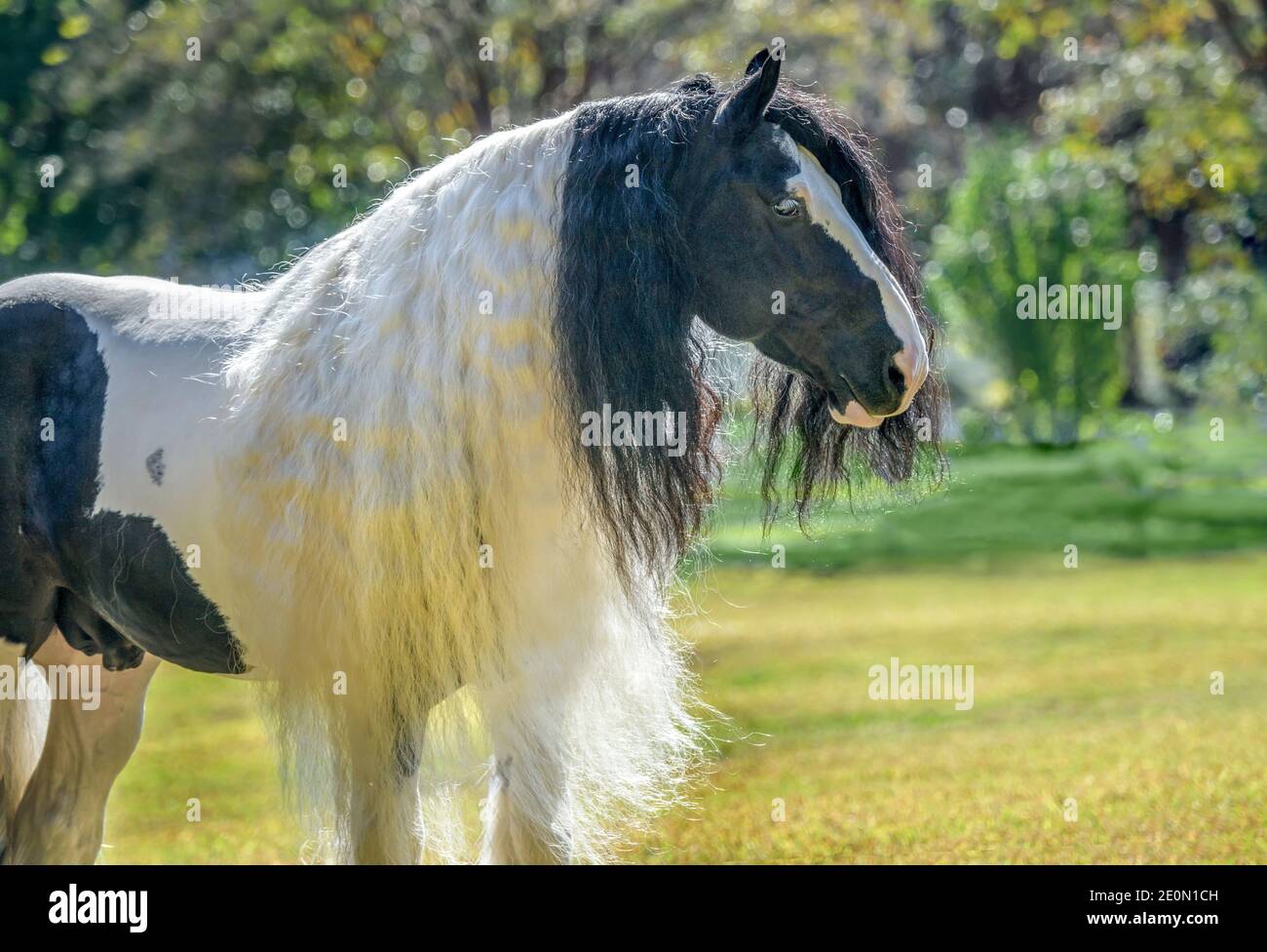 Gypsy Vanner Horse stallion head portrait Stock Photo