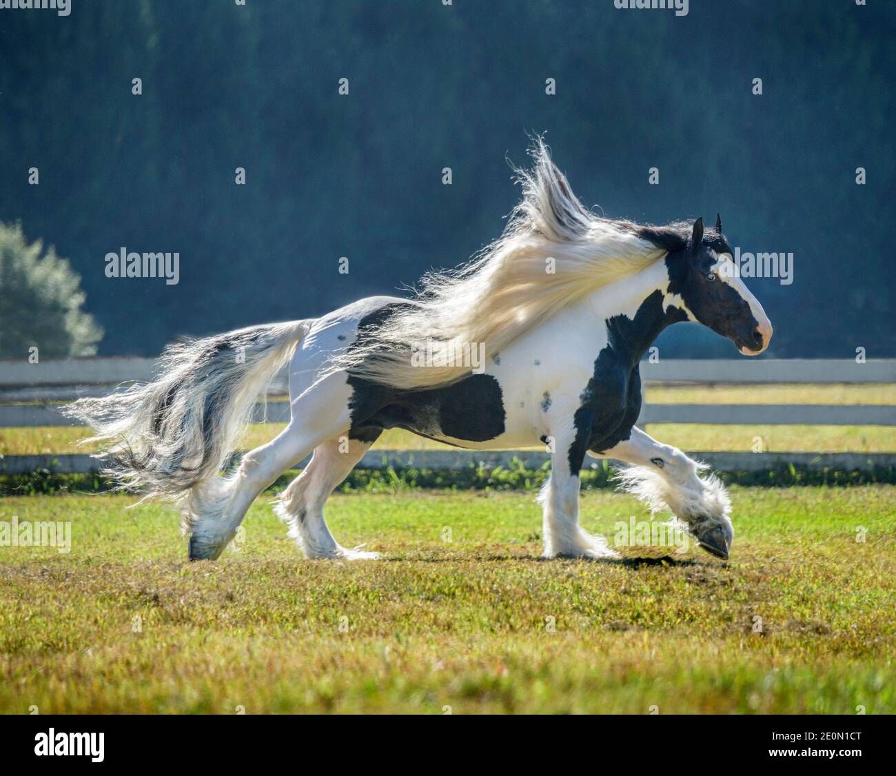 Gypsy Vanner Horse stallion runs in open paddock Stock Photo
