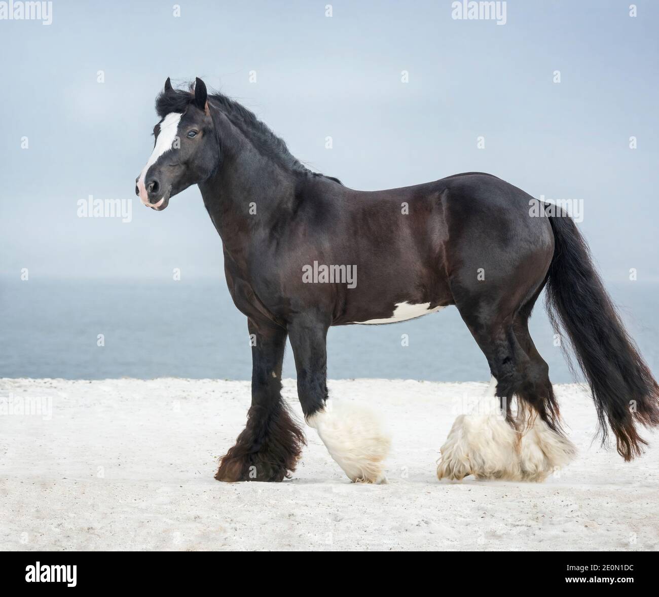 Black Gypsy Vanner Horse stallion on ocean shore Stock Photo