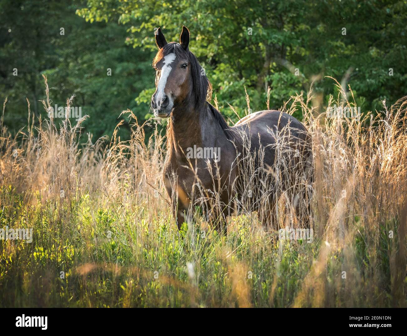 Mustang horse gelding in meadow Stock Photo