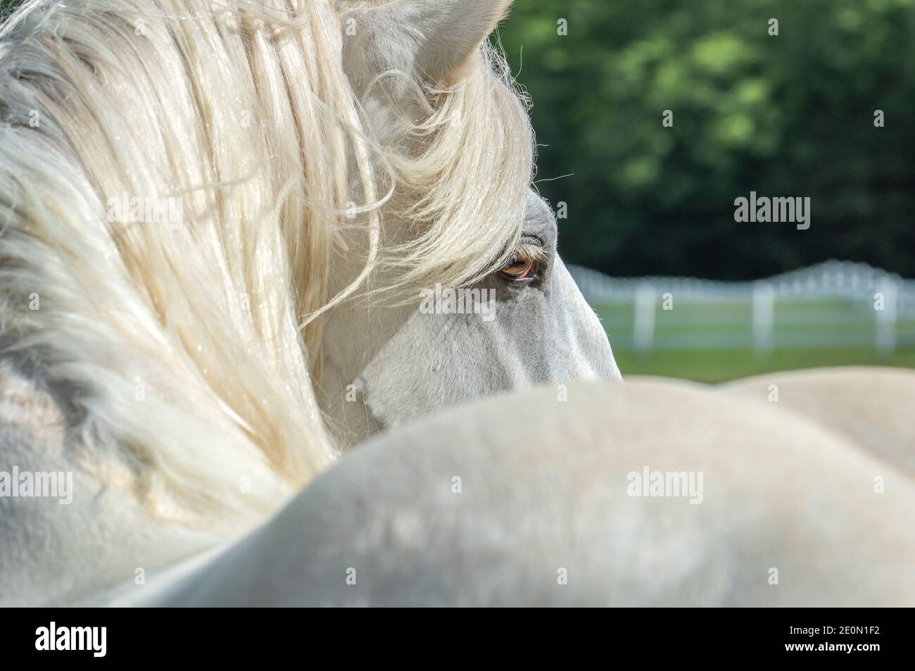 Over shoulder head of white stallion horse Stock Photo