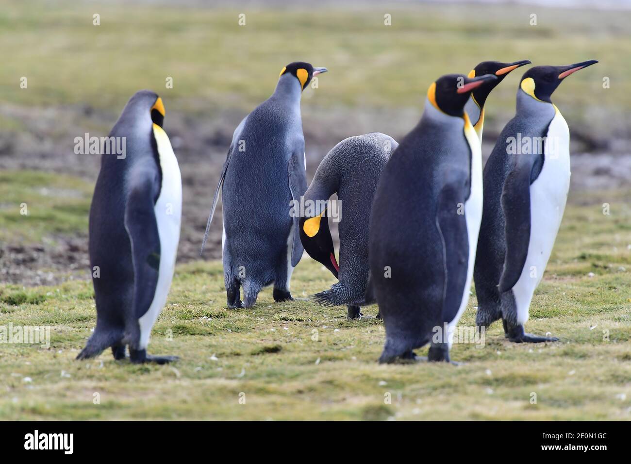 King Penguins (Aptenodytes patagonicus) in their colony on the