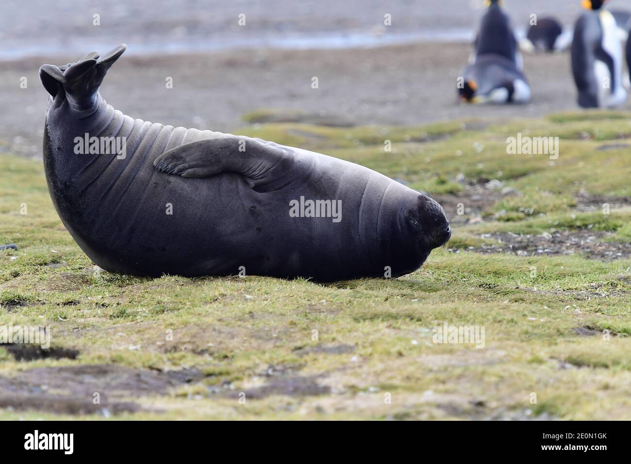 Southern elephant seal (Mirounga leonina) female (cow) in an upside