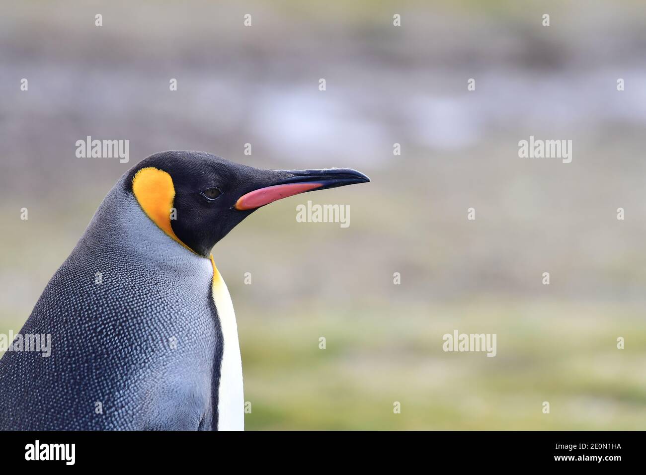 King Penguin (Aptenodytes patagonicus) on the grassland plains of South