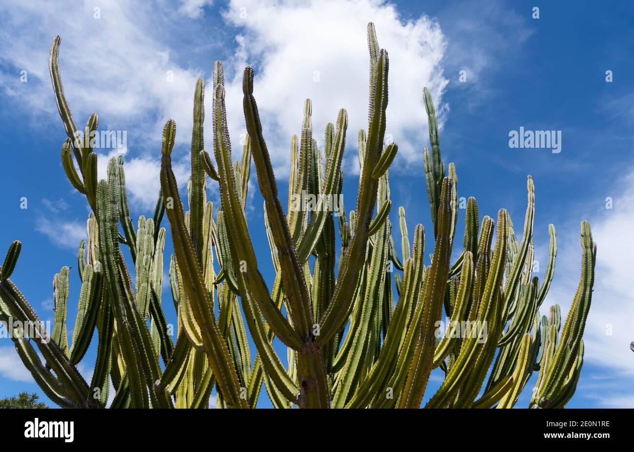 Tall green candelabra cactus i n Auckland Botanical Gardens Stock Photo