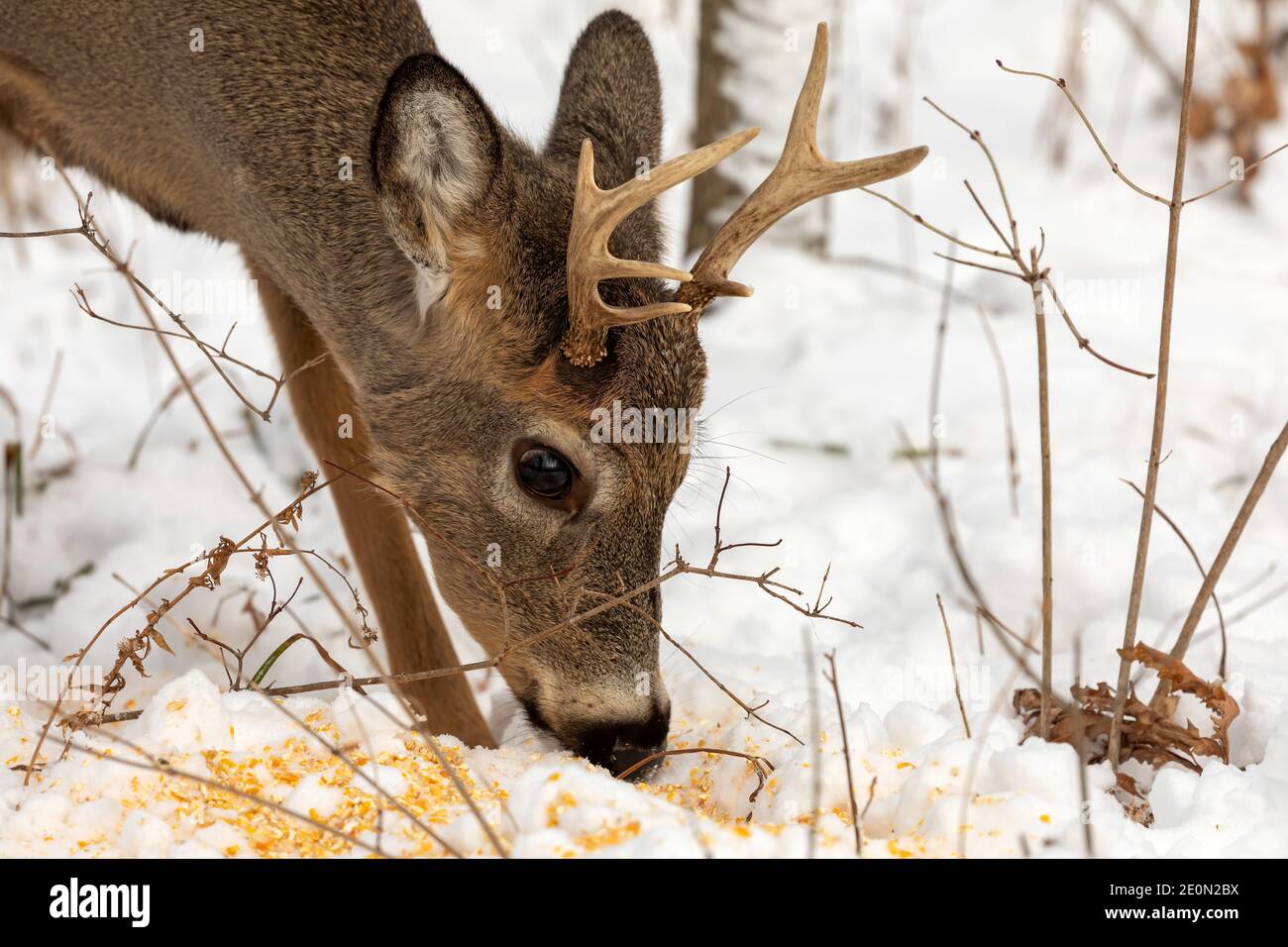 Whitetailed deer in the snowy forest. Scene from Wisconsin state park