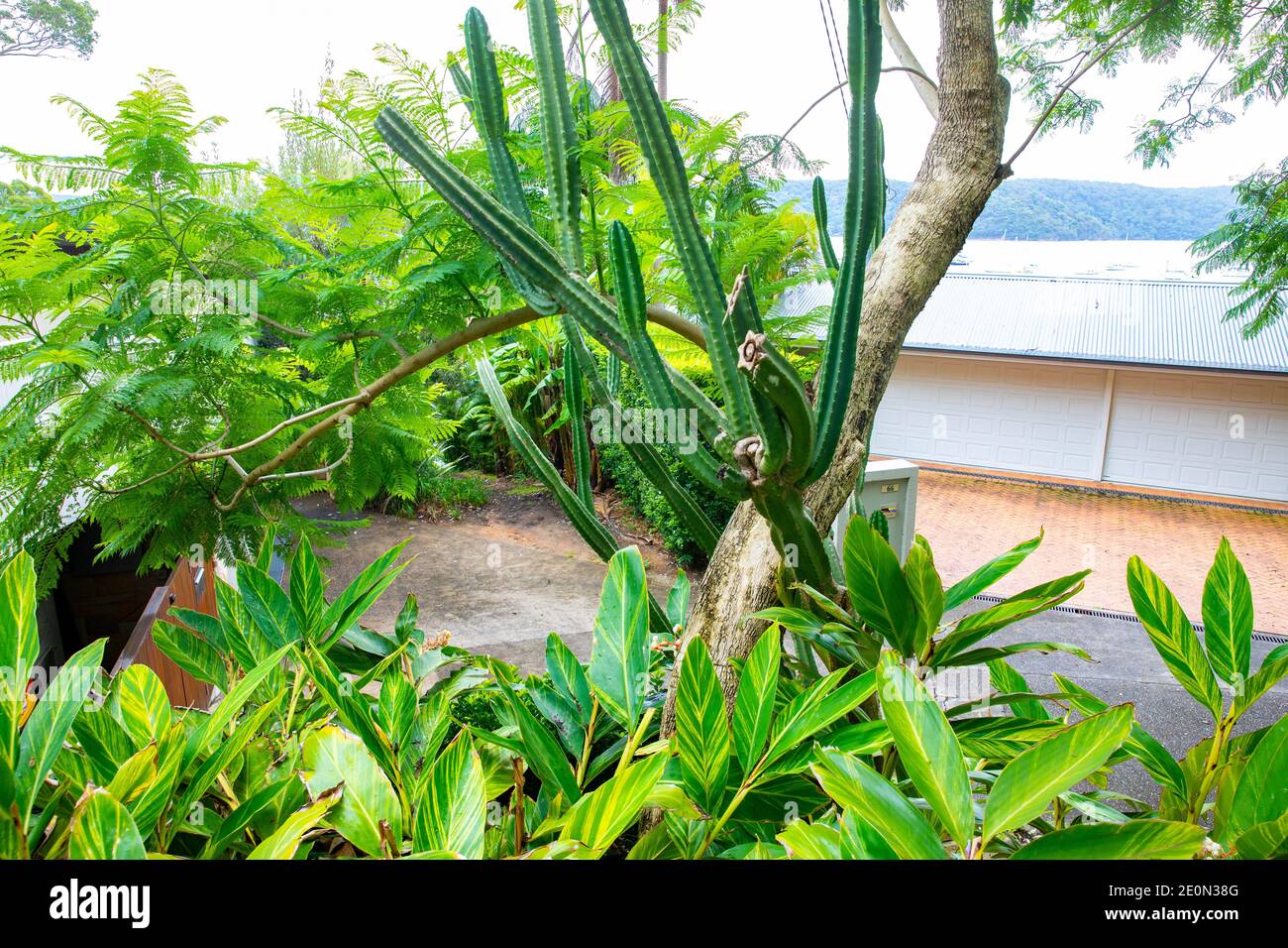 Typical Sydney northern beaches style garden with native plants and