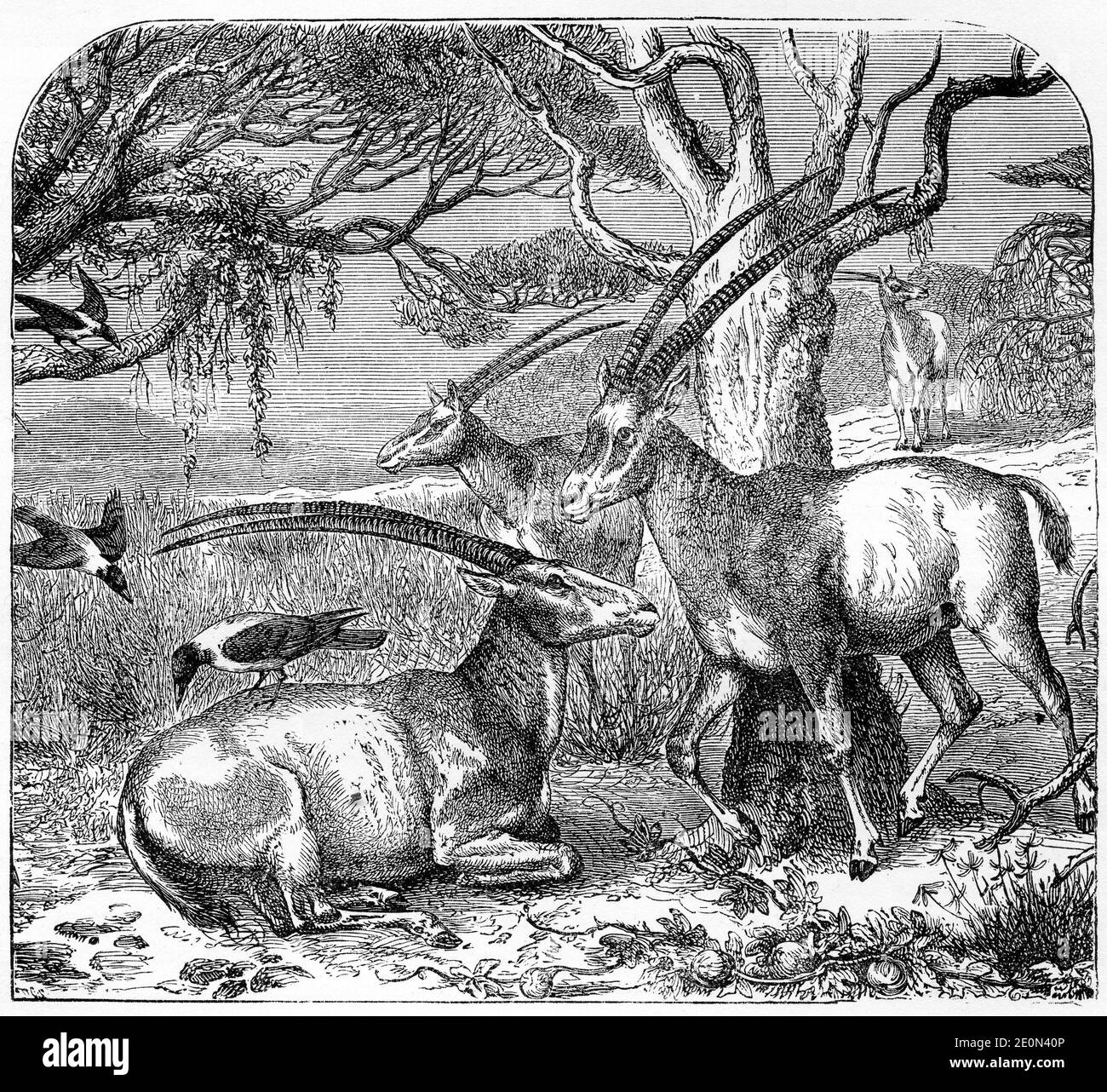 Engraving of the Oryx (Oryx gazella) one of the large species of African antelopes and most dangerous  due to its sharp lethal horns  which  kills their prey  by protecting themselves or their young ones. Oryx are mainly known for killing lions. Also known as the sabre antelope. Stock Photo