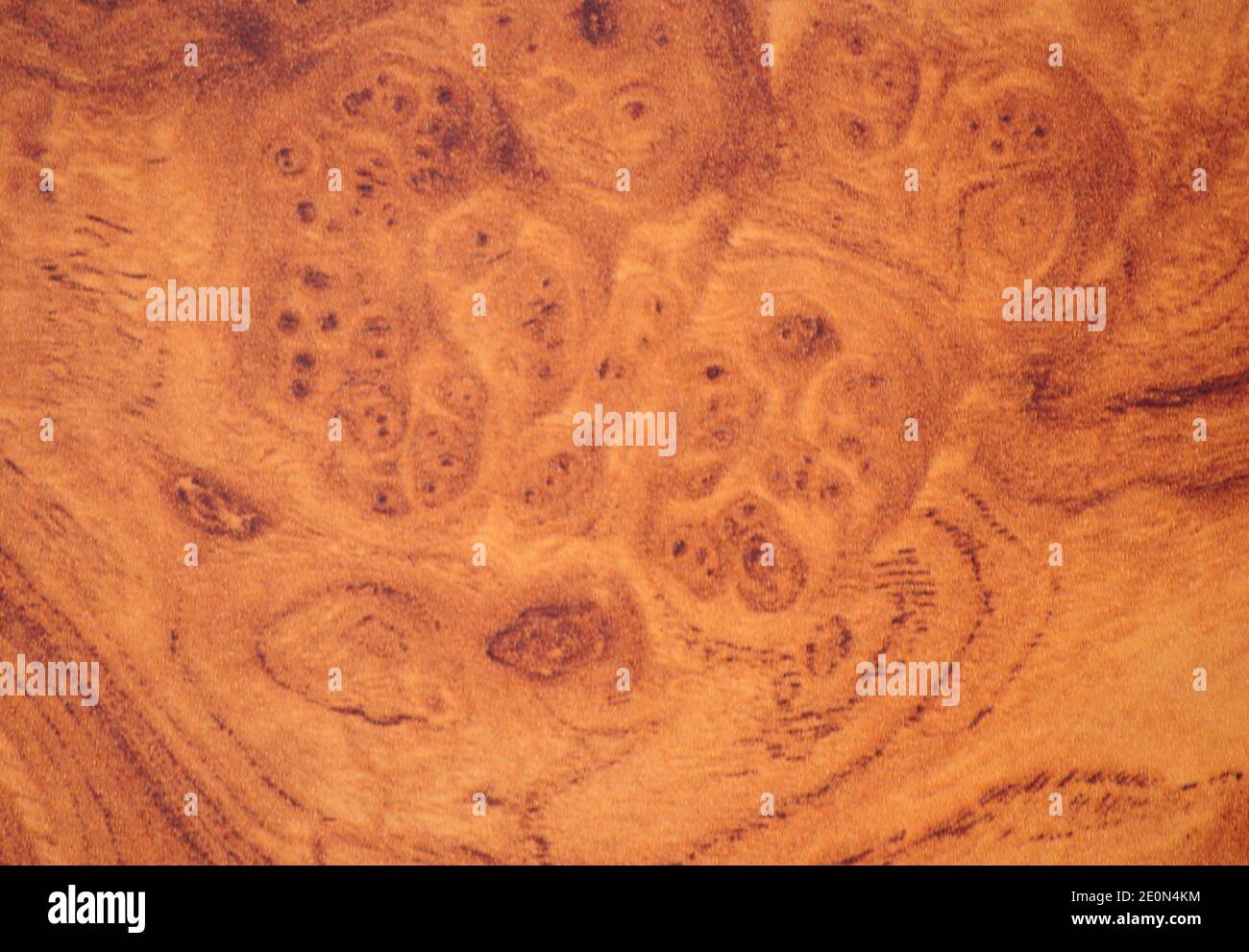 Elm root, flat polished brown wood surface with dark branches and close-up hackery pattern. Background, texture. Stock Photo