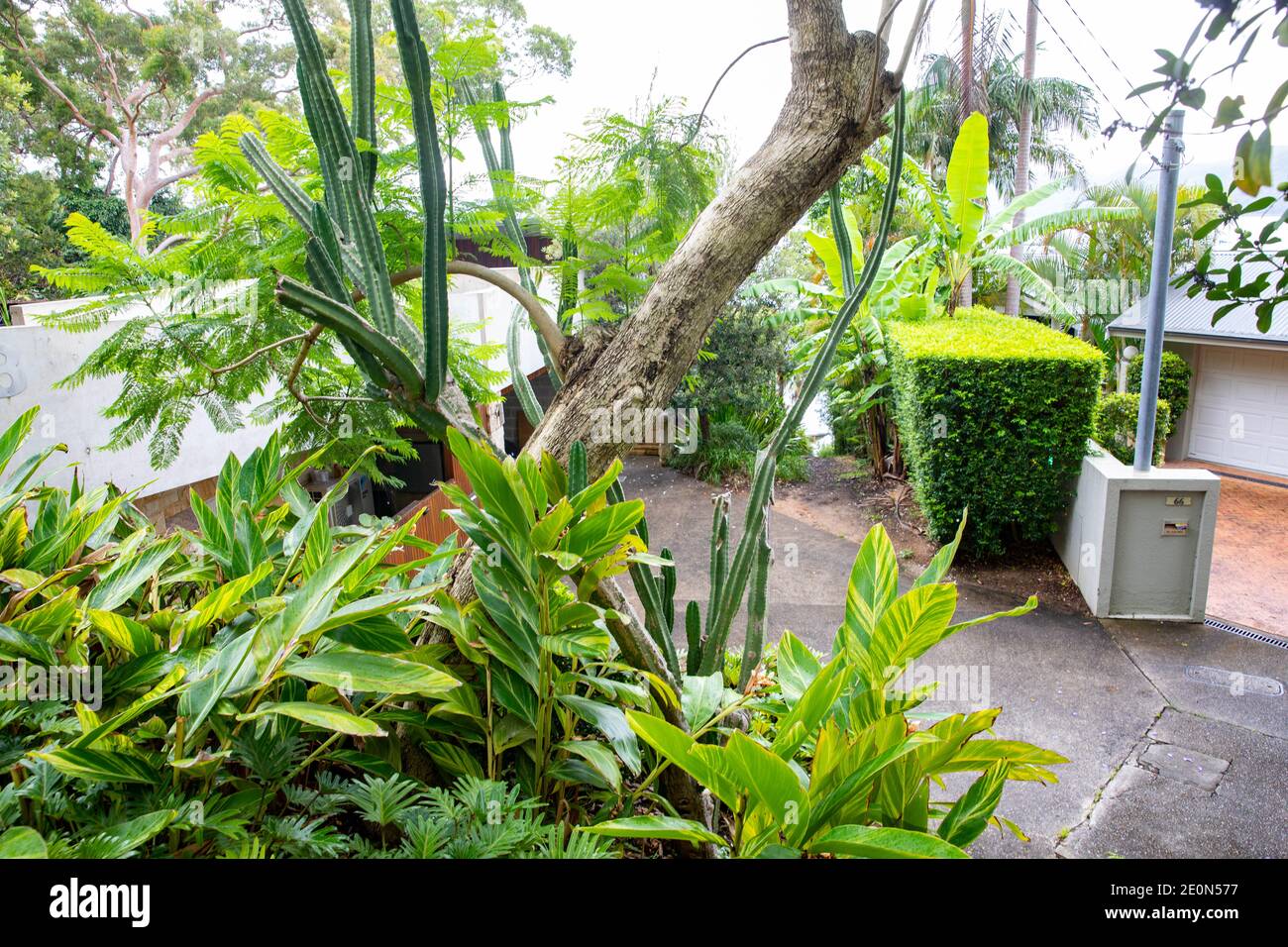 Typical Sydney northern beaches style garden with native plants and