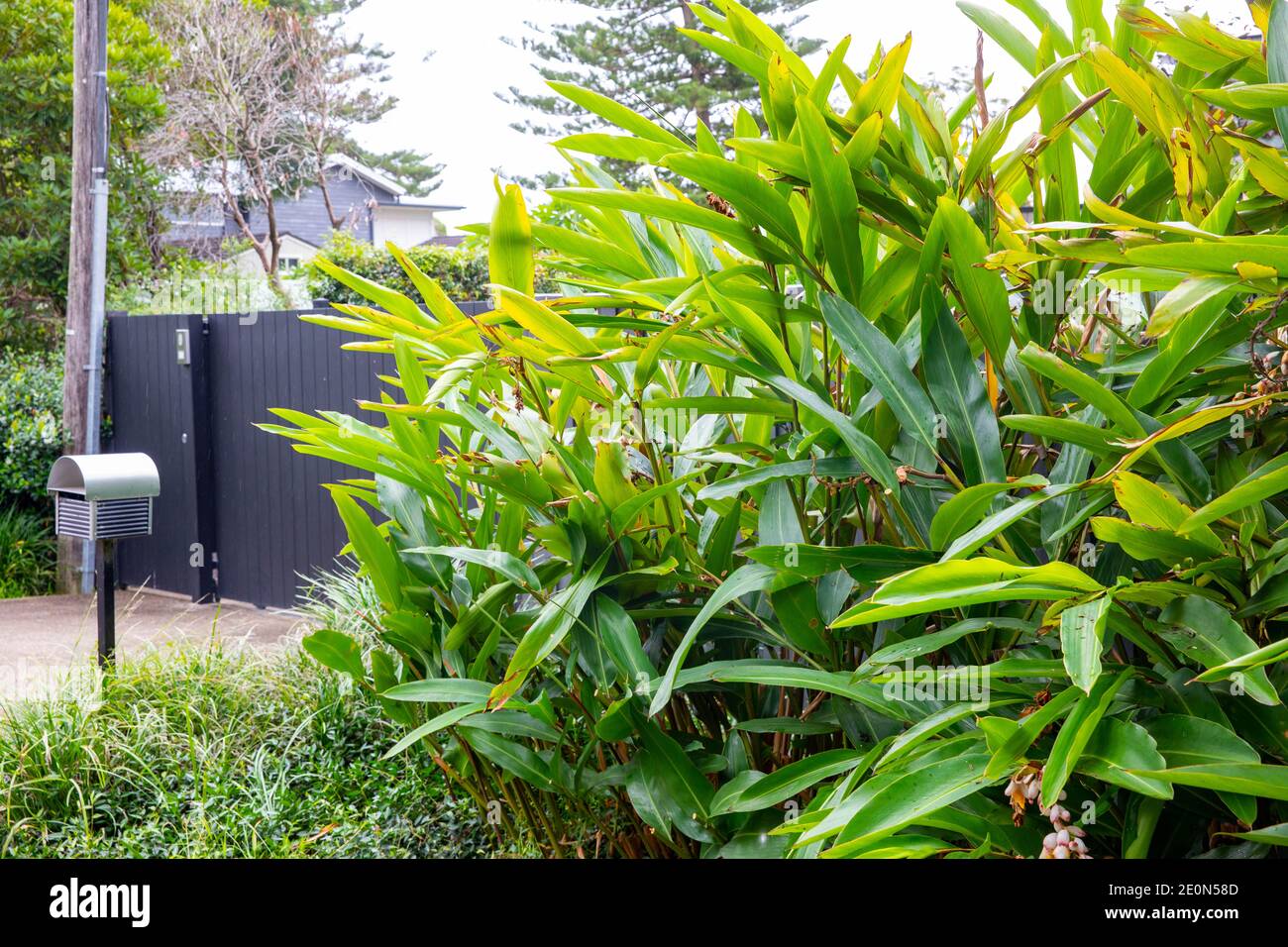 Typical Sydney northern beaches style garden with native plants and