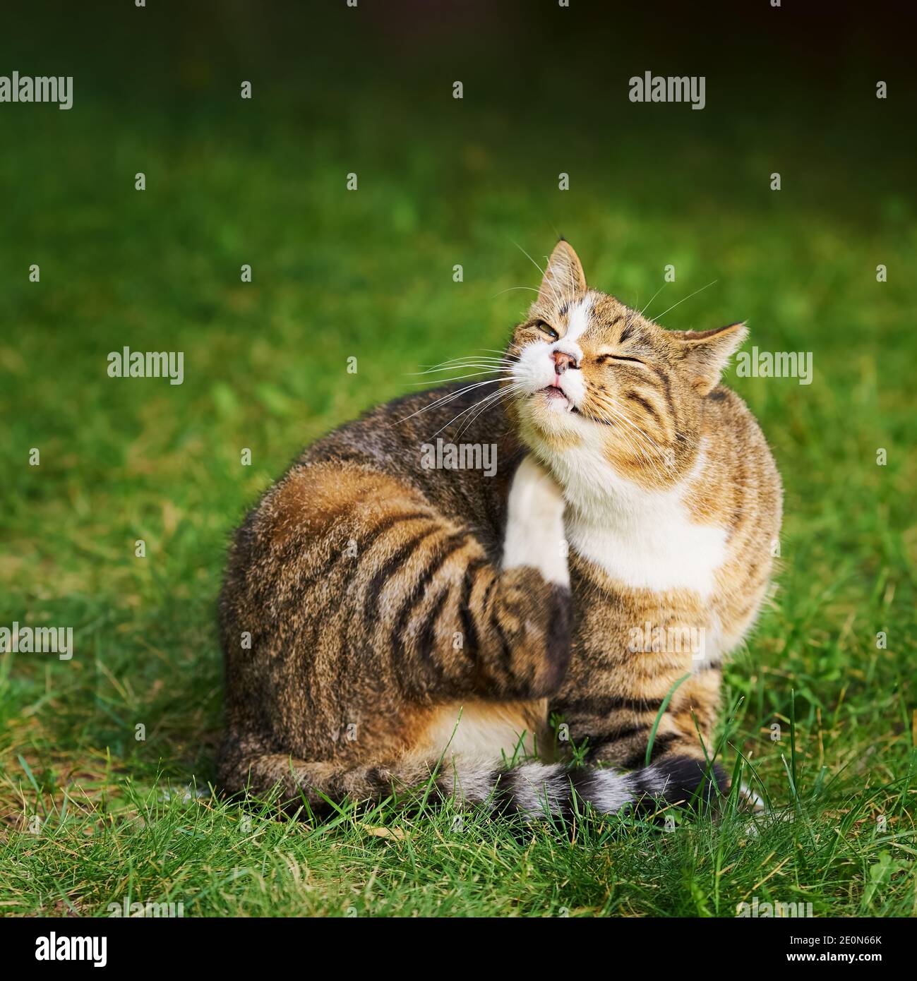 Beautiful domestic tabby cat with bright yellow eyes itches while ...