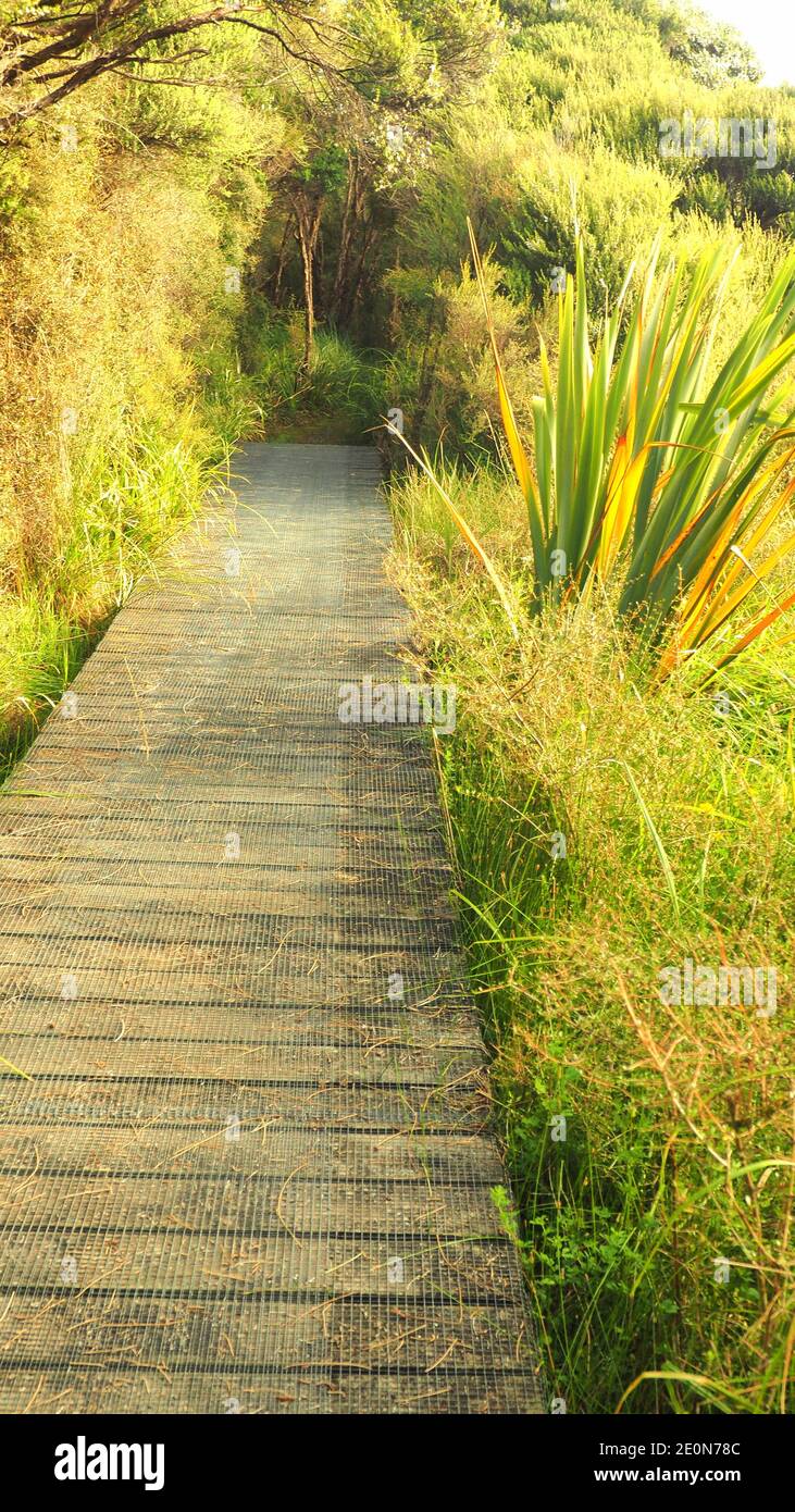 Nz flax and grasses hires stock photography and images Alamy
