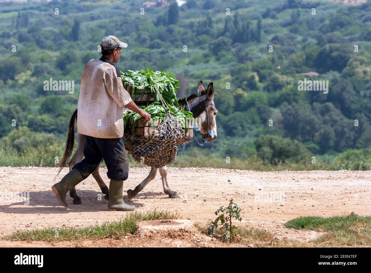 A man with his donkey carrying produce on the outskirts of Meknes in Morocco. Meknes is named after a Berber tribe which, was known as Miknasa. Stock Photo