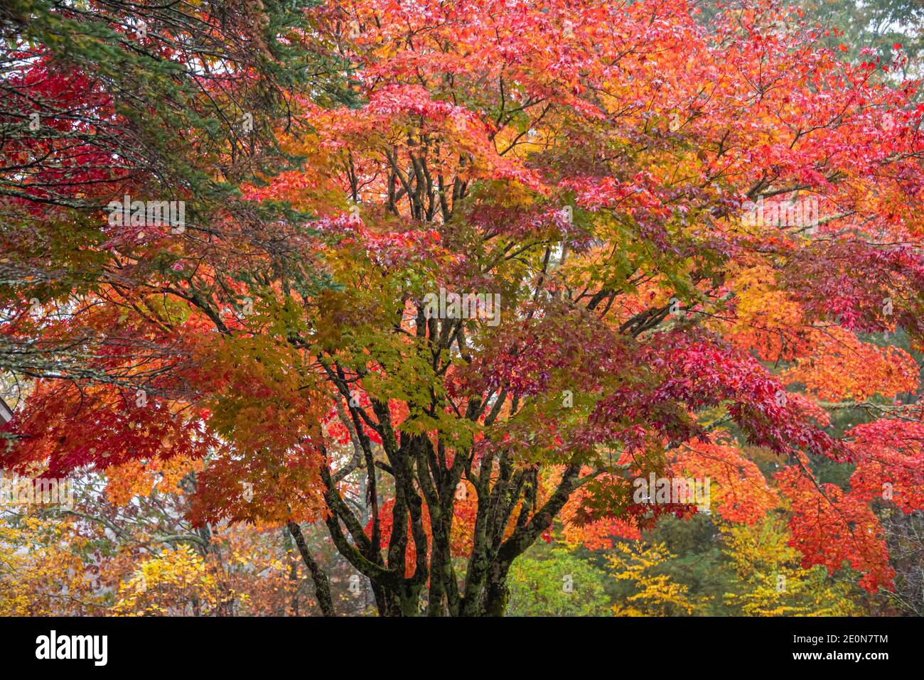 Colorful Japanese maple tree (Acer palmatum) with vibrant display of autumn leaves in Sapphire Valley near Cashiers, North Carolina. (USA) Stock Photo