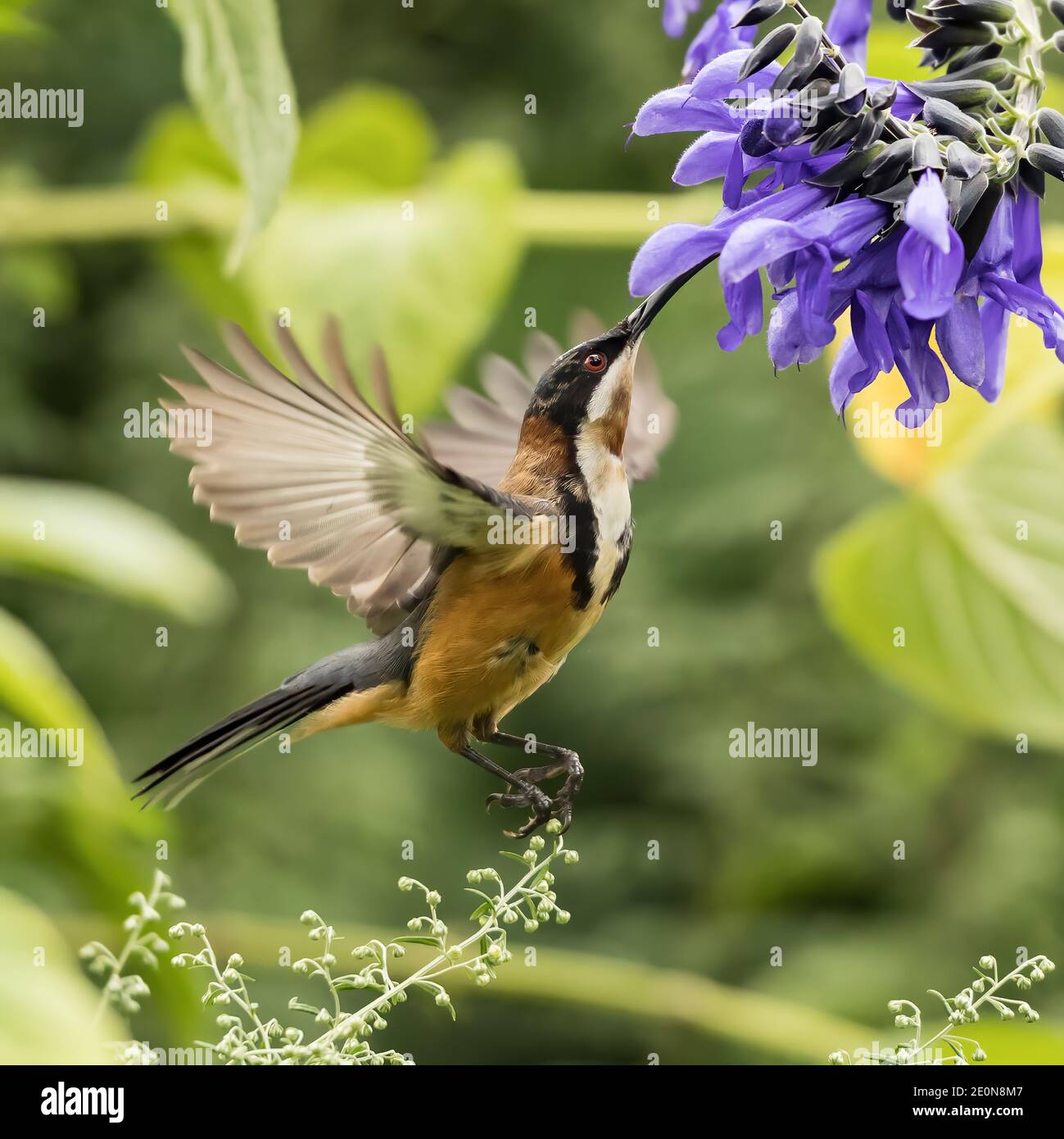 The eastern spinebill is a species of honeyeater found in south-eastern Australia in forest and woodland areas, as well as gardens. Stock Photo