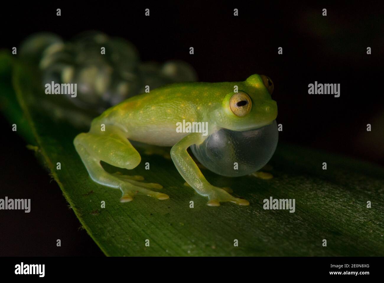 A male glass frog (Hyalinobatrachium) guarding his eggs as they develop in the Ecuadorian jungle and vocalizing to attract a female. Stock Photo