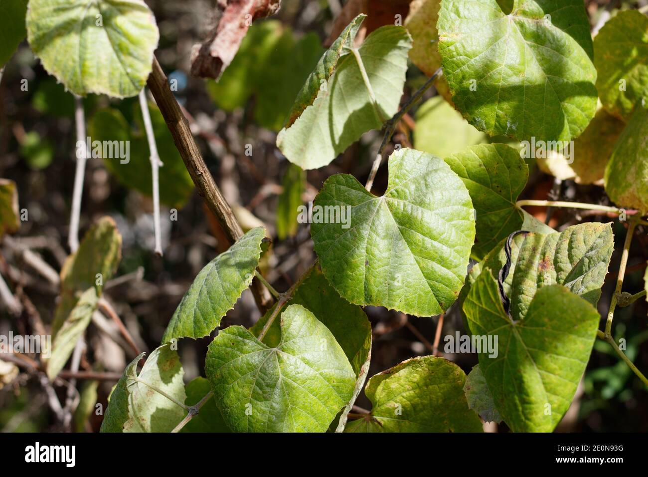 Green cordate leaves, Southern California Grape, Vitis Girdiana, Vitaceae, native vine, Ballona Freshwater Marsh, Southern California Coast, Autumn. Stock Photo
