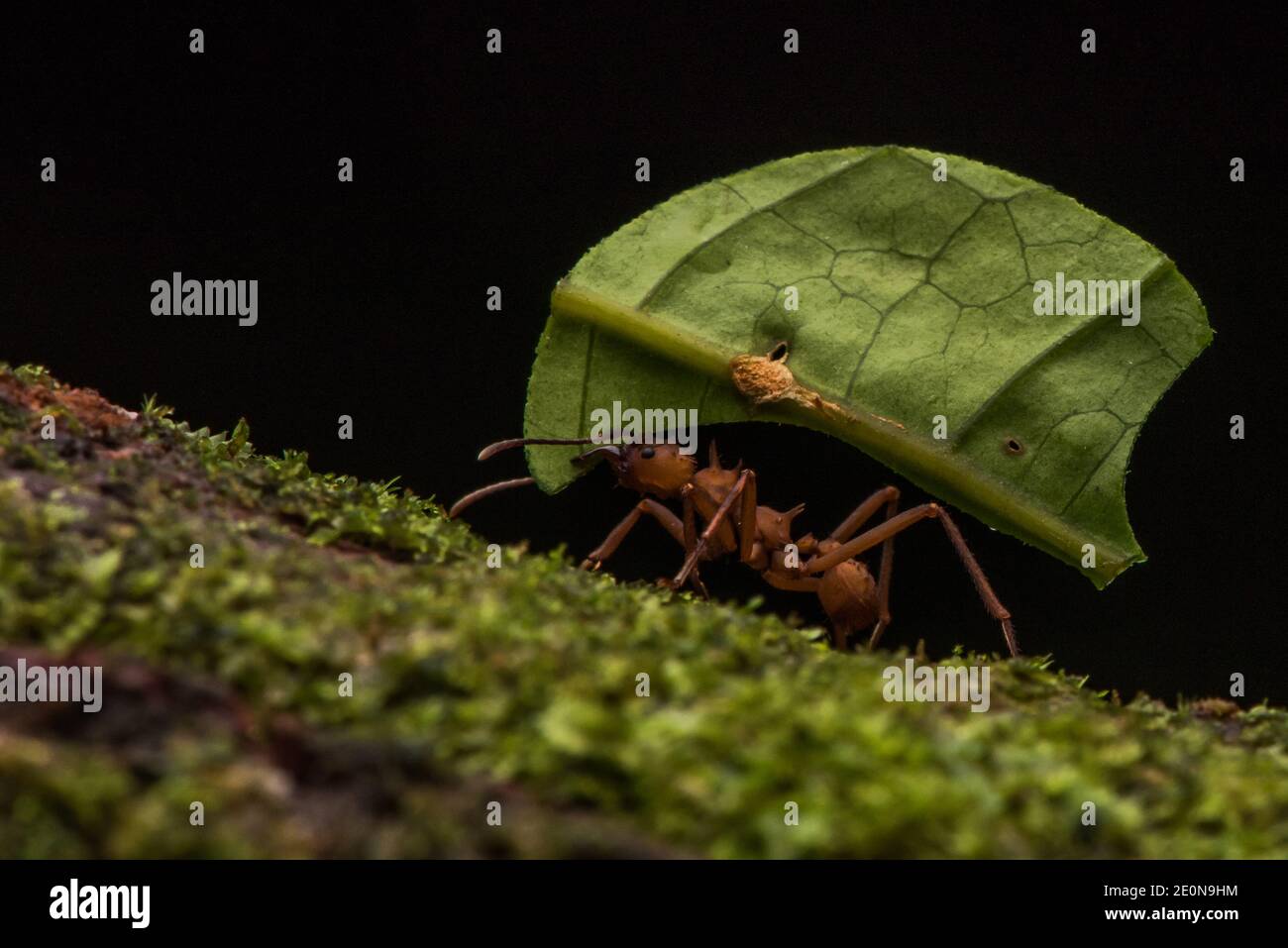 Leafcutter ant nest hi-res stock photography and images - Alamy