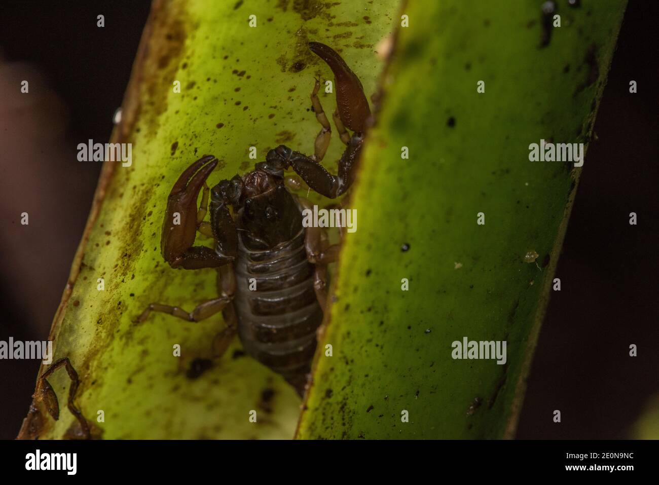 A small tropical scorpion that was living in a bromeliad in the Ecuadorian rainforest. Stock Photo