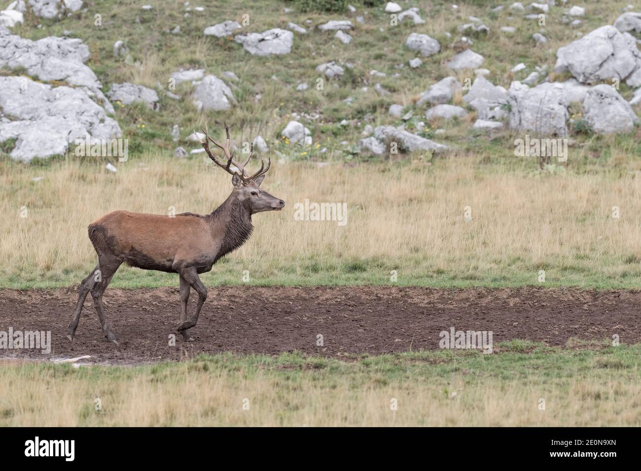 After freshening up in the mud puddle, portrait of Red deer male (Cervus elaphus) Stock Photo
