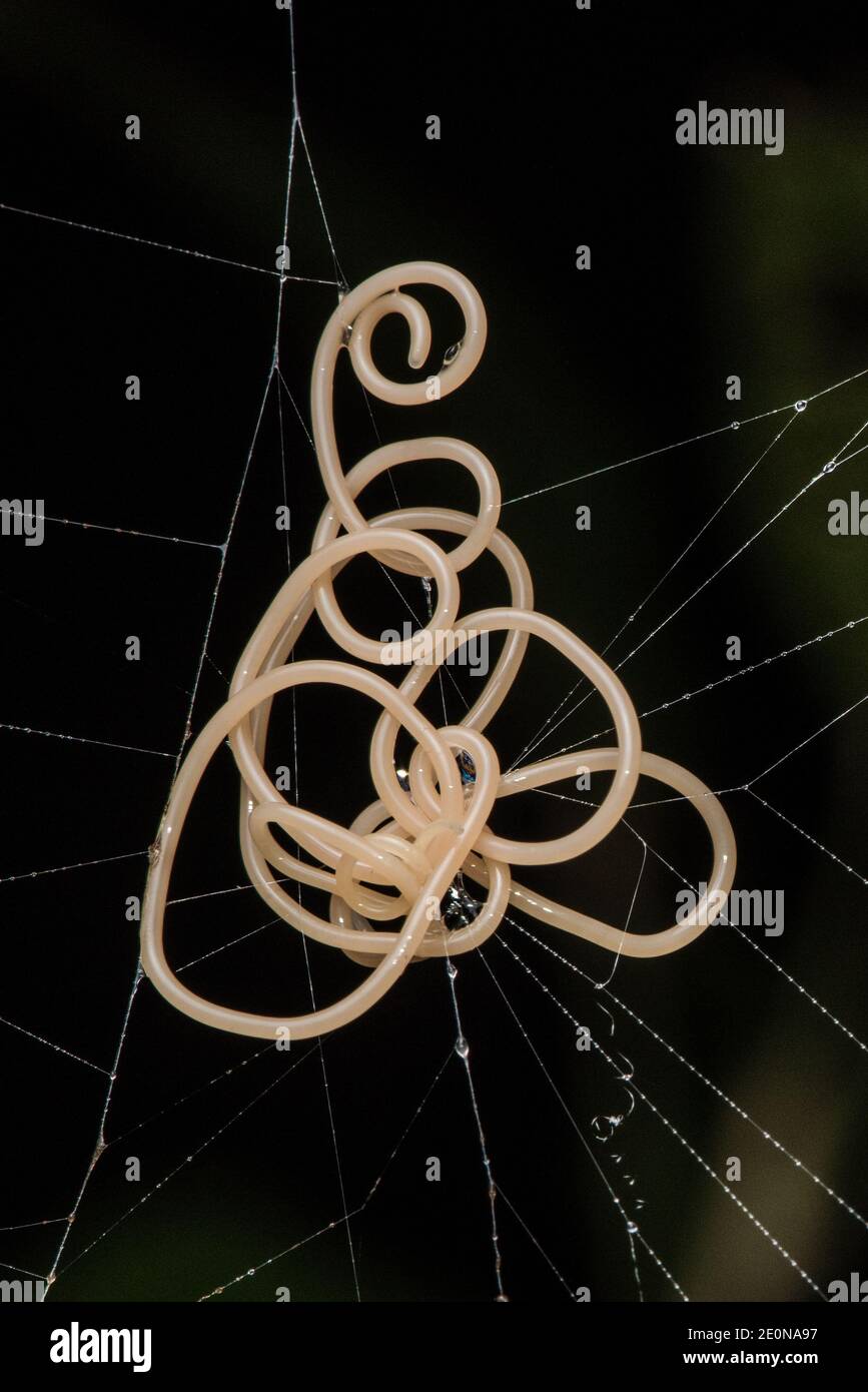 A parasitic horsehair worm suspended in a spider web after escaping an insect body that was stuck in the web. Stock Photo
