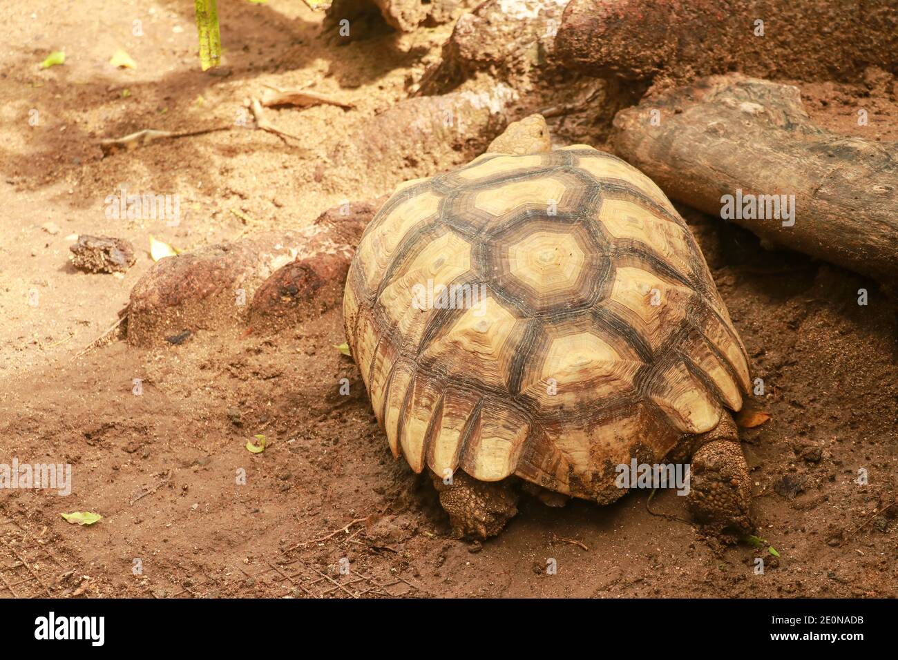 The Asian forest tortoise Manouria emys, also known as the Asian brown tortoise. Stock Photo