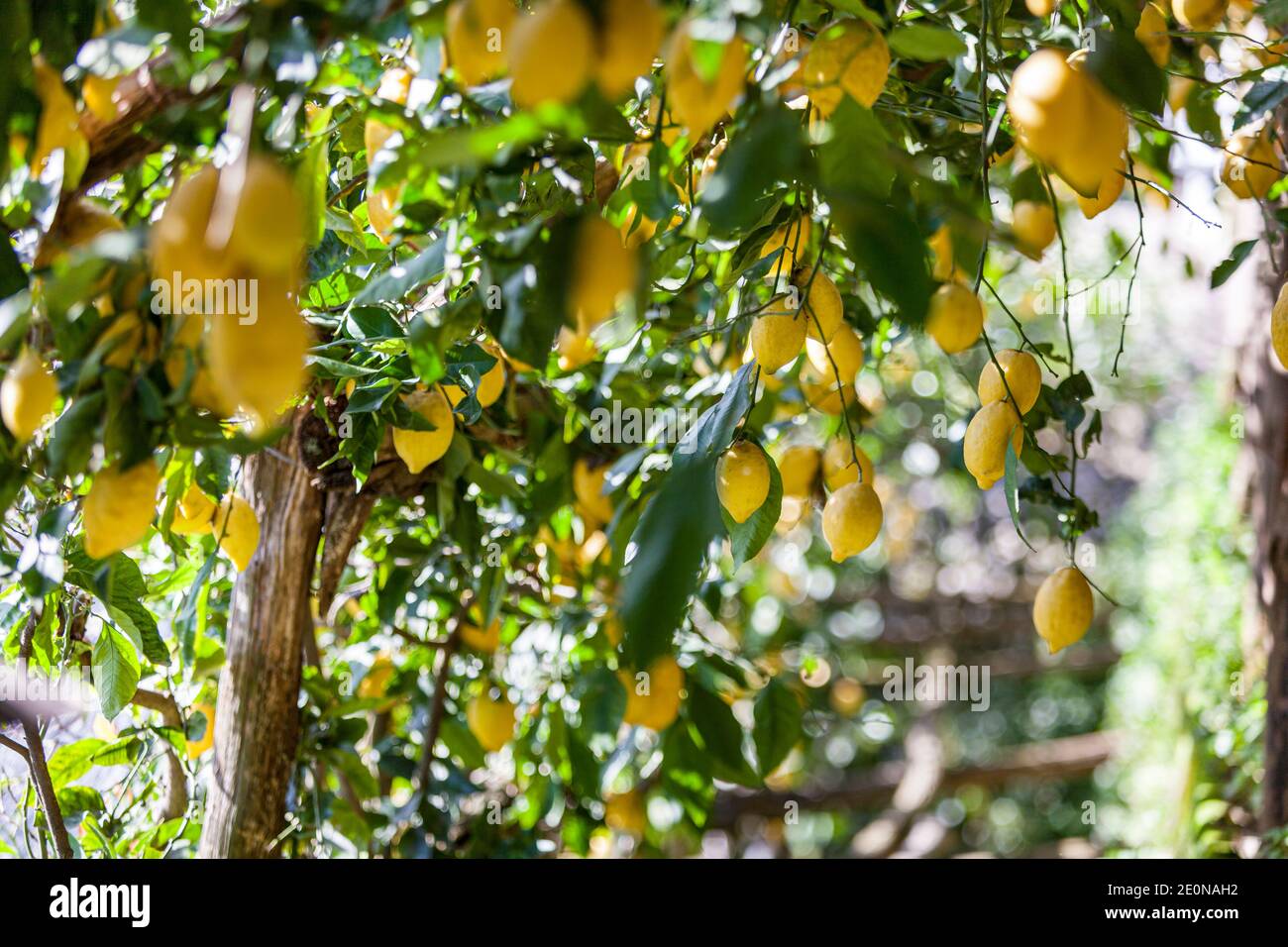 Sfusato lemons growing on trees supported by a framework on the Amalfi coast, Italy Stock Photo