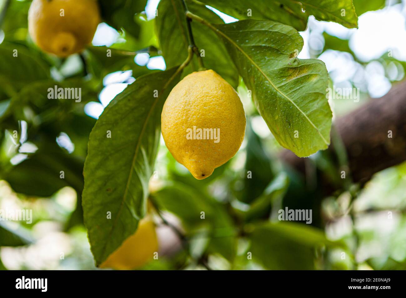 The elongated, pointy sfusato lemon of the Amalfi Coast, Italy Stock Photo