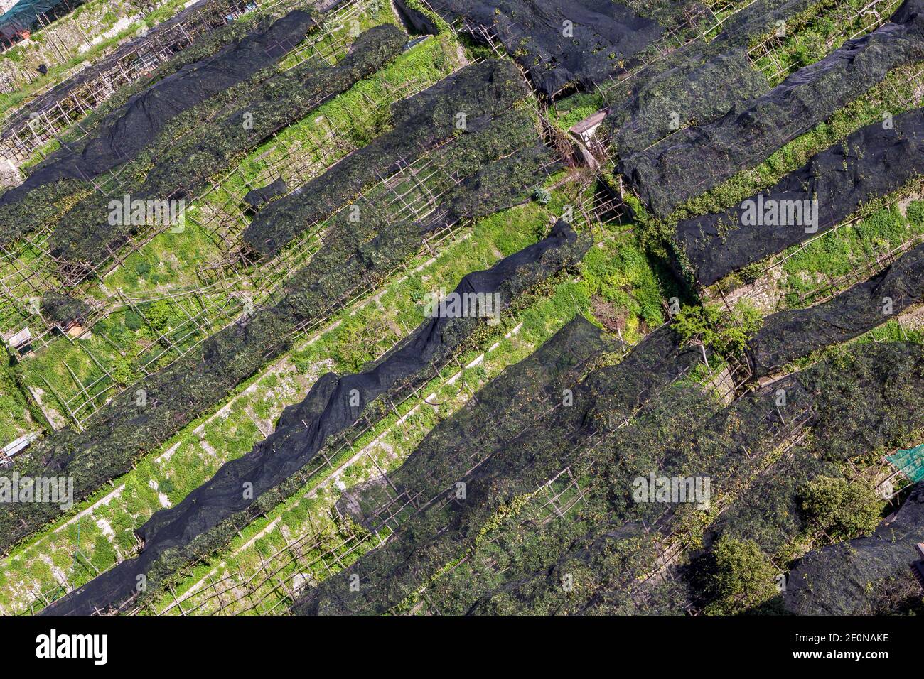 Terraced hillside lemon orchard covered in nets on the Amalfi coast of Italy Stock Photo