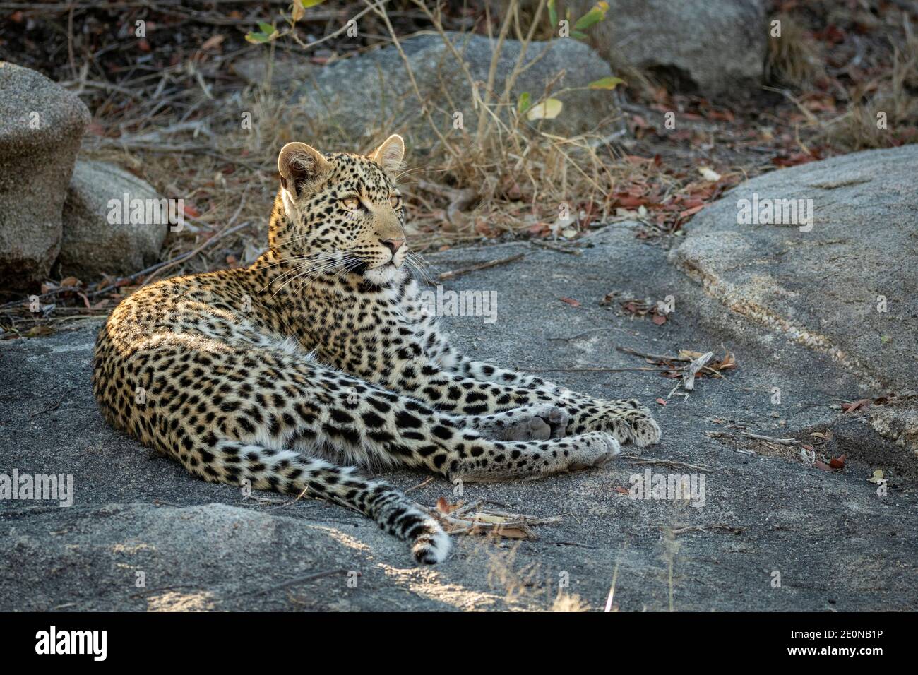 Leopard with big whiskers and beautiful eyes resting on a large rock looking alert in Kruger Park in South Africa Stock Photo