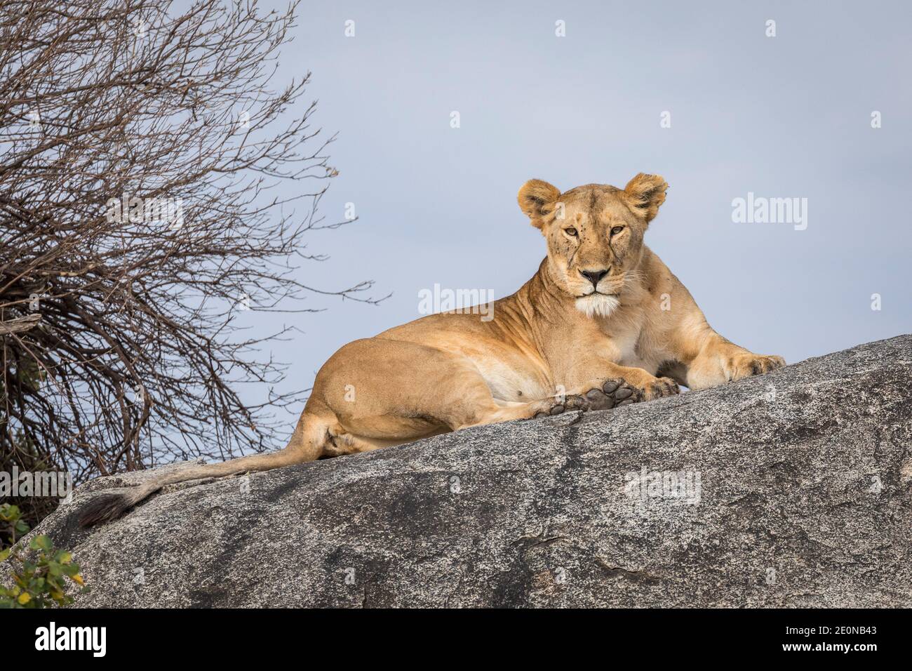 Adult lioness with flies on her face lying on a large rock looking straight at camera in Serengeti National Park in Tanzania Stock Photo