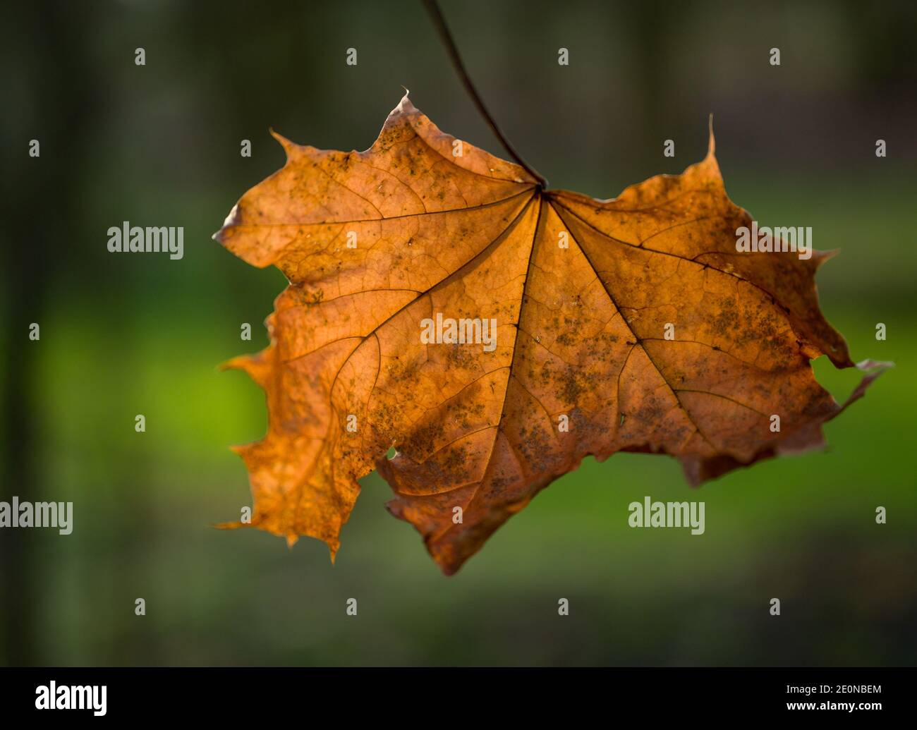 Reitwein, Germany. 31st Dec, 2020. In the backlight of the afternoon sun, a brown maple leaf glows in a forest. Credit: Patrick Pleul/dpa-Zentralbild/ZB/dpa/Alamy Live News Stock Photo