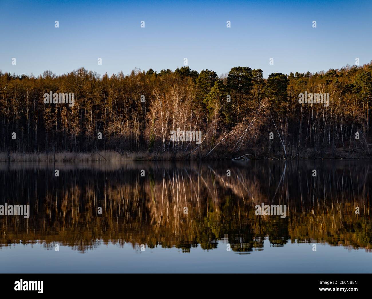 Treplin, Germany. 30th Dec, 2020. Trees on the shore of Lake Treplin in the district of Märkisch-Oderland are reflected on the smooth surface of the water. Credit: Patrick Pleul/dpa-Zentralbild/ZB/dpa/Alamy Live News Stock Photo