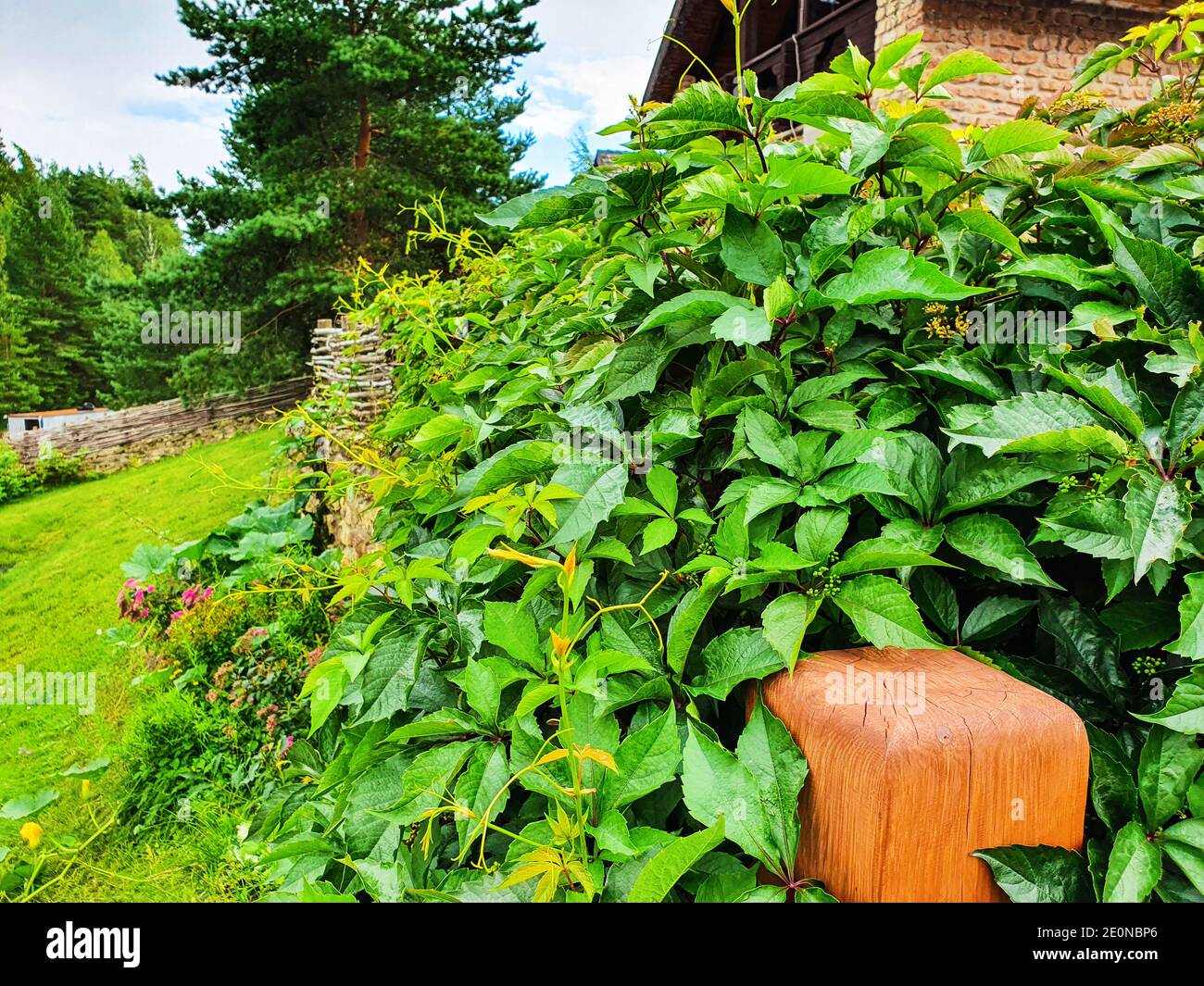 Hedge of big green leaves. Green fence of parthenocissus henryana. Natural background of girlish grapes. Floral texture of parthenocissus inserta. Pla Stock Photo