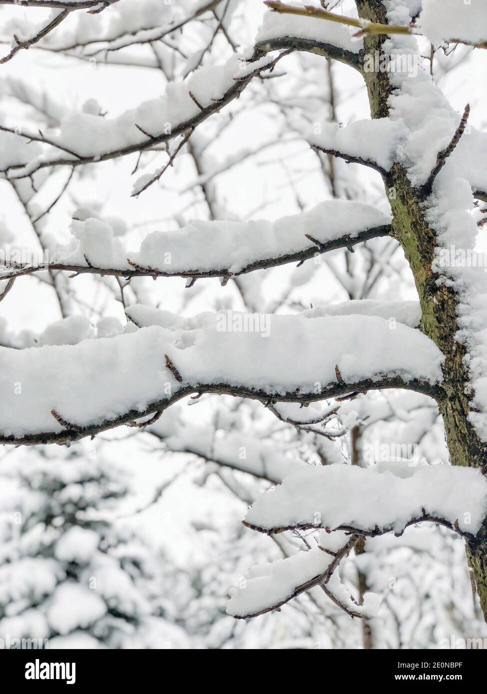 background with branches of trees under snow in winter time Stock Photo ...